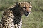 07 Cheetah